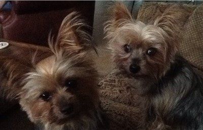 adopted-yorkie-happy-at-home-with-other-dog